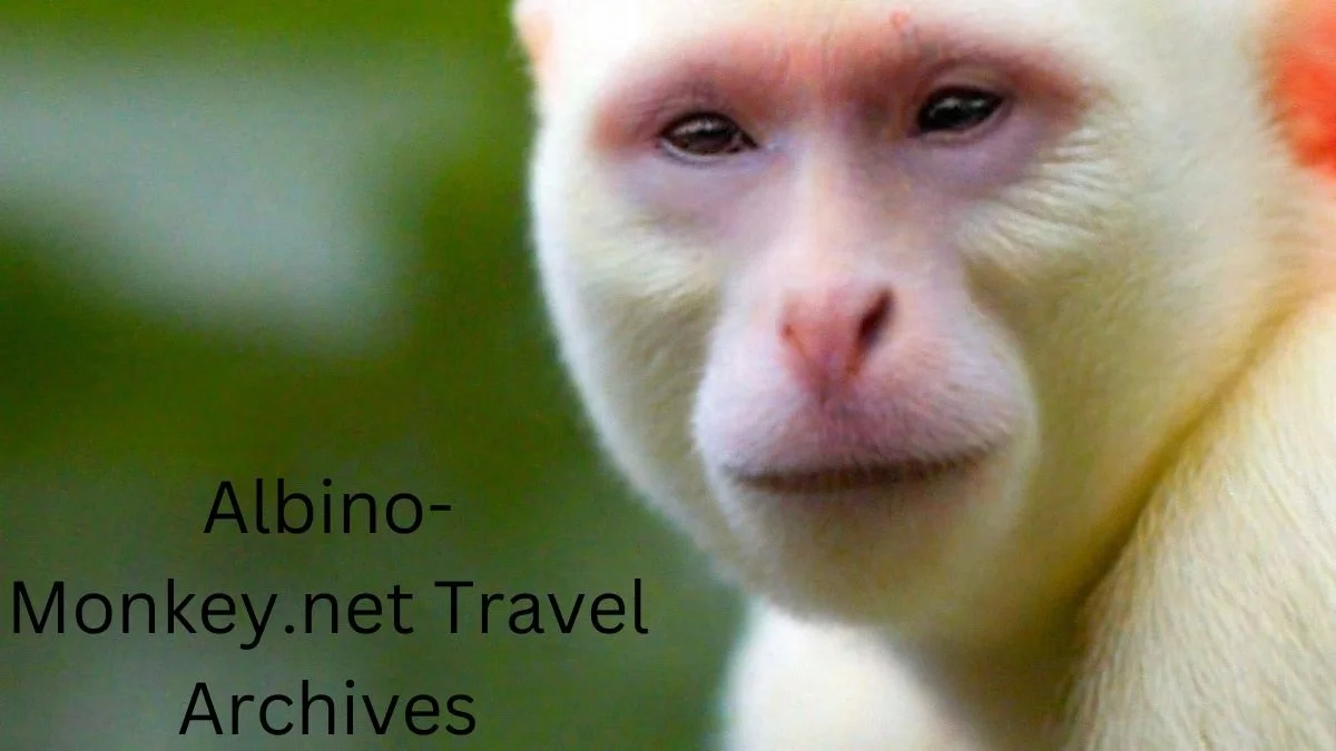 albino-monkey.net